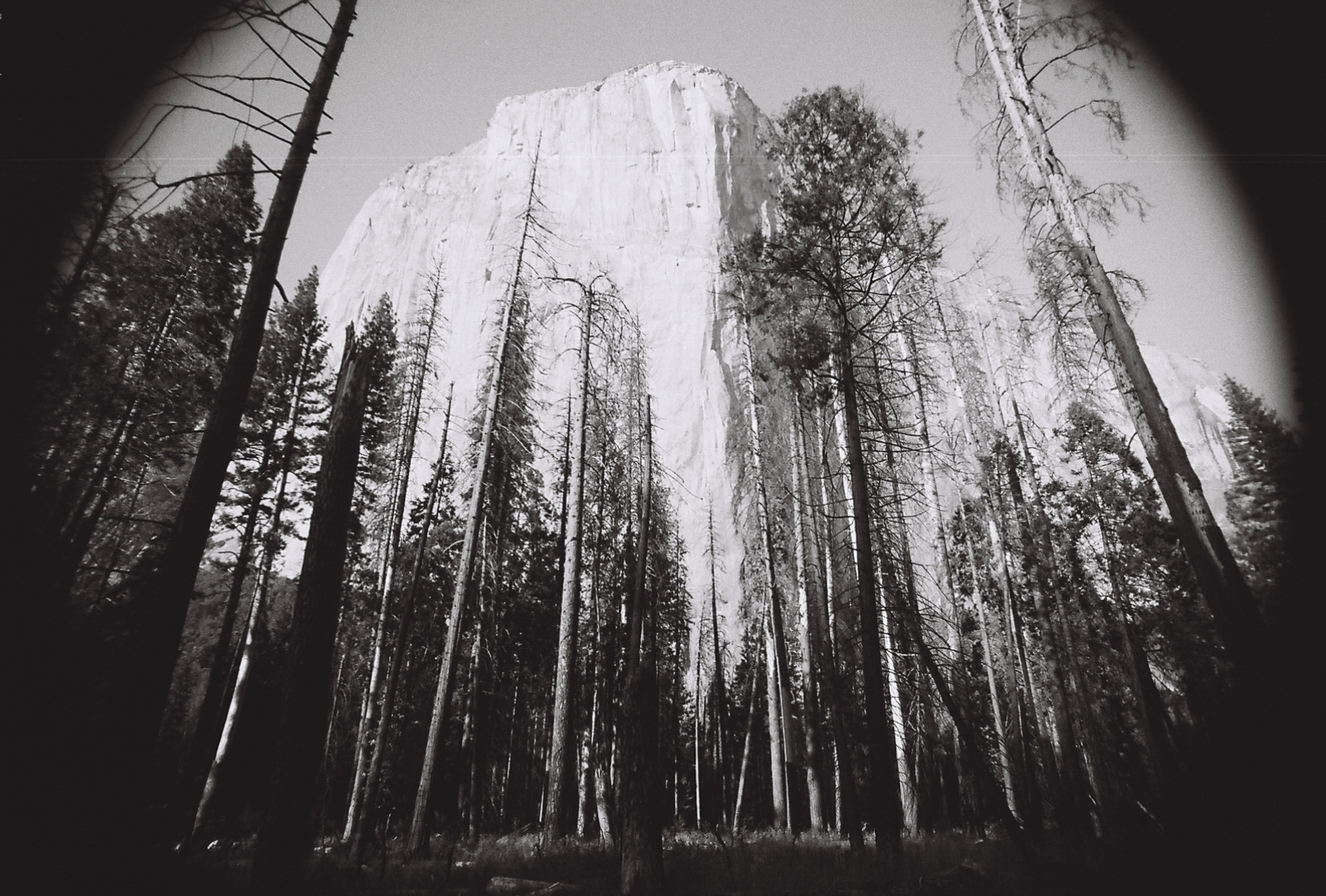 El Capitan through pines, 35mm black and white